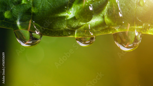 Water droplets on the leaves, rain drops.