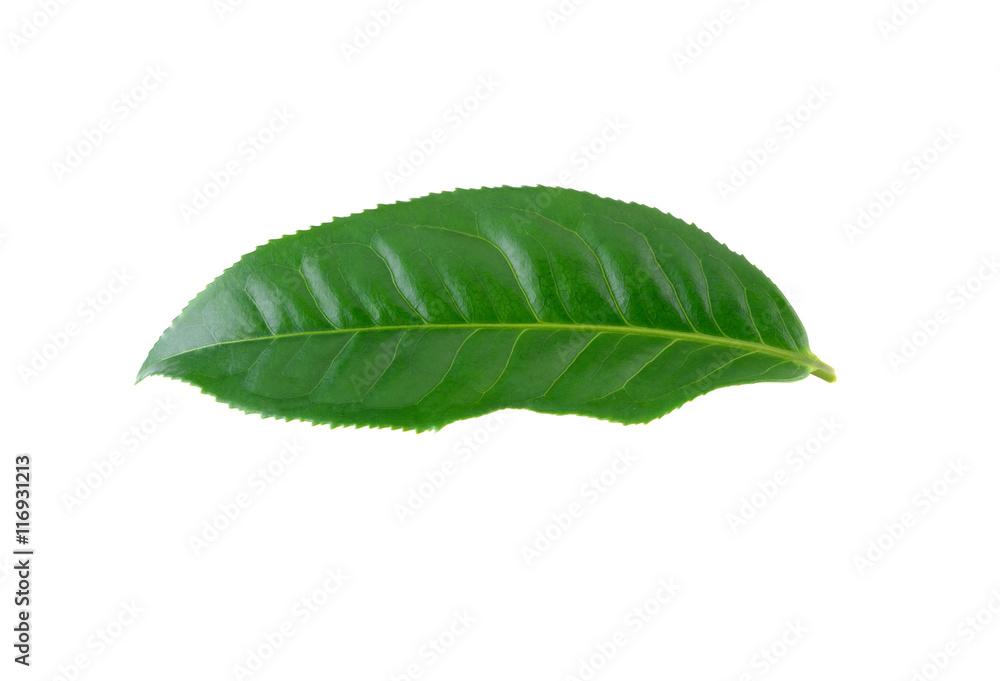 Obraz premium Green tea leaf on white background