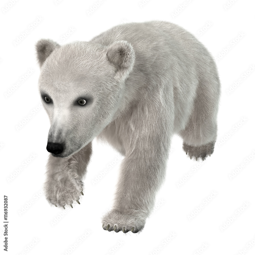 3D Rendering Polar Bear Cub on White 3D Rendering Polar Bear Cub on White
