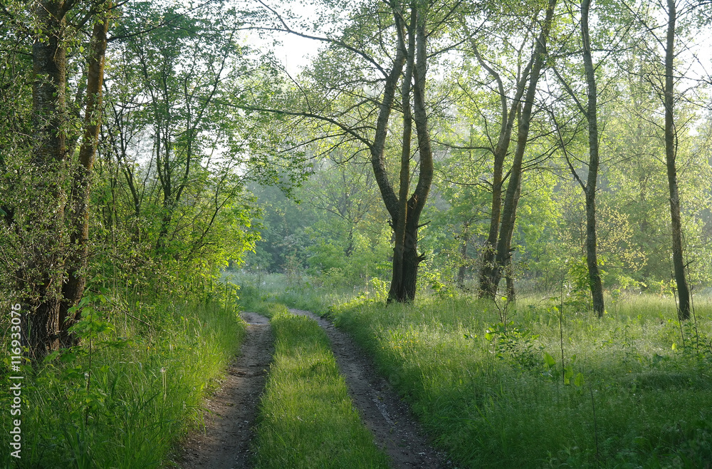 Fototapeta premium Sunny morning in a forest glade