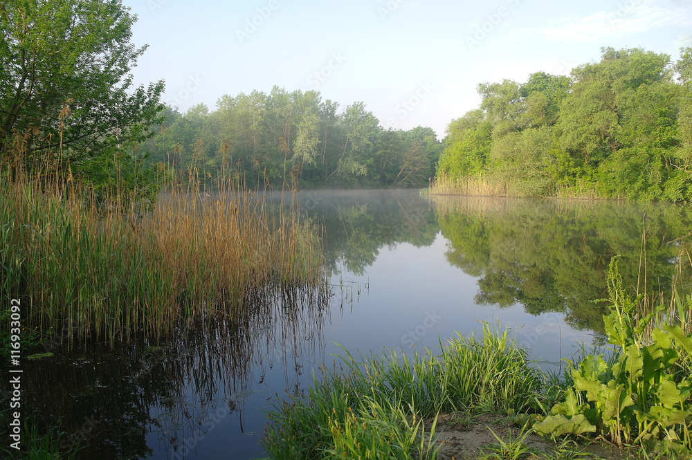 Wood on coast of the river, morning