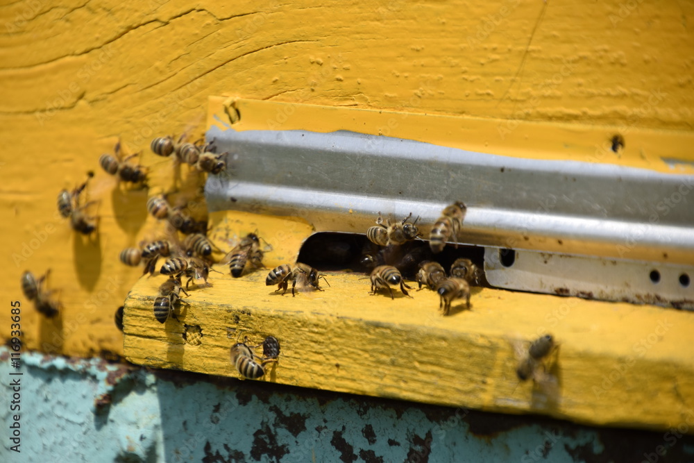 Honey bees on the home apiary Honey bees on the home apiary