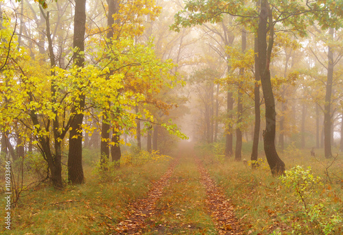 autumn forest with misty morning © ekulik2011