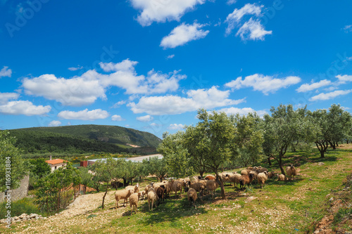 Traditional greek farming with sheeps and olive trees on the isl photo