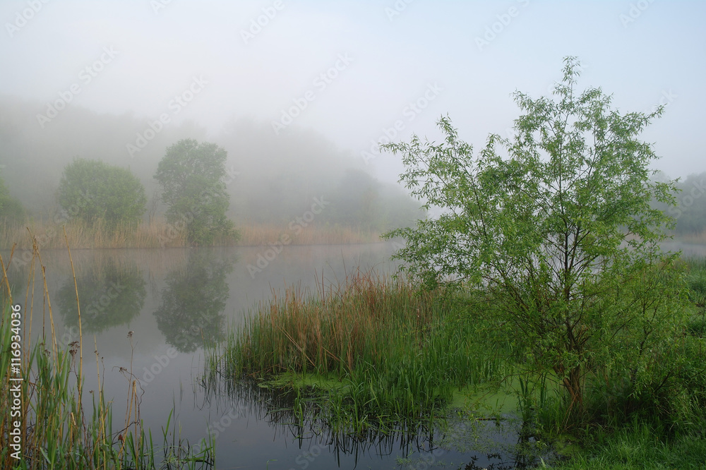 Wood on coast of the river, morning