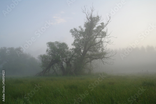 Misty meadow spring at sunrise