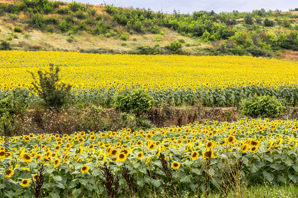 Fototapeta premium Sunflowers