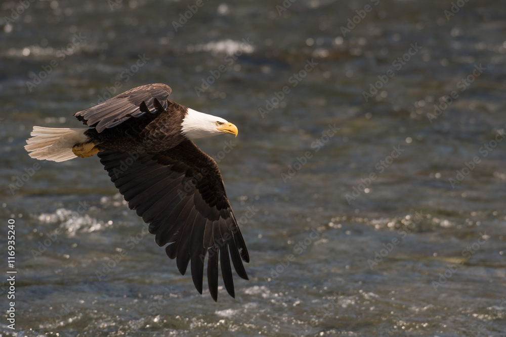 Obraz premium Bald eagle in flight