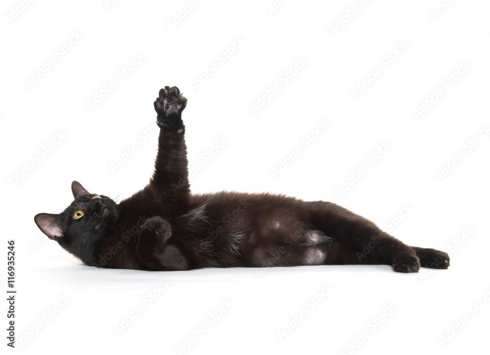 Obraz premium Black cat isolated on white