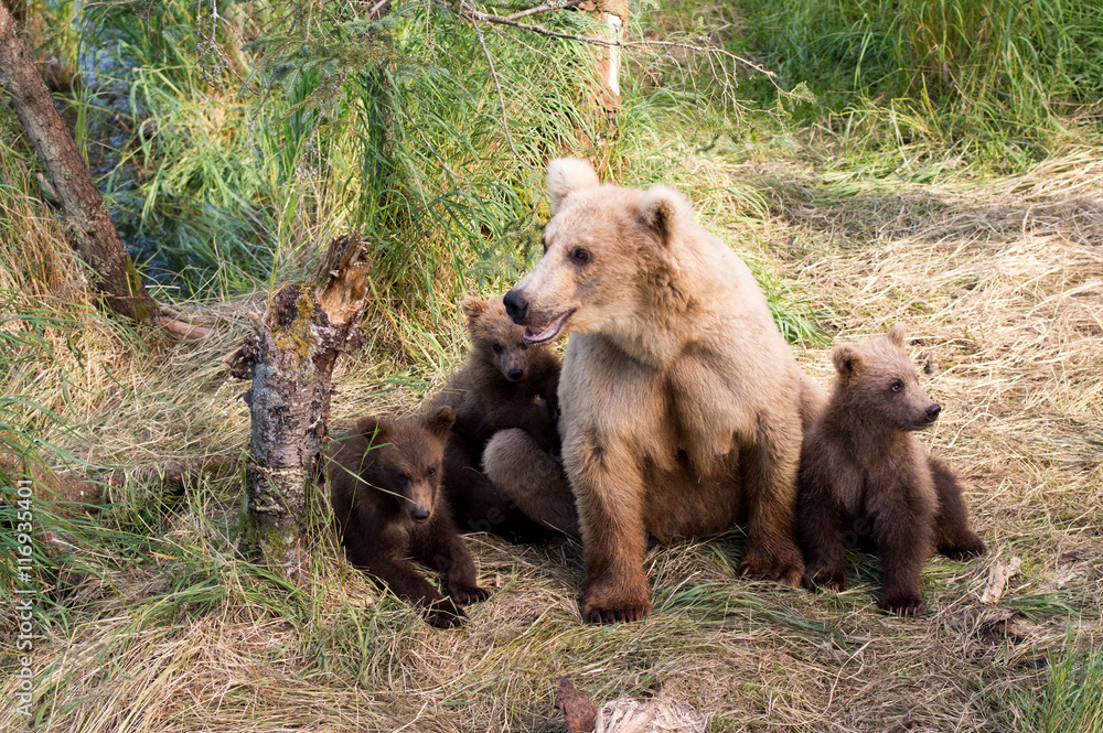 Fototapeta premium Alaskan brown bear sow and cubs