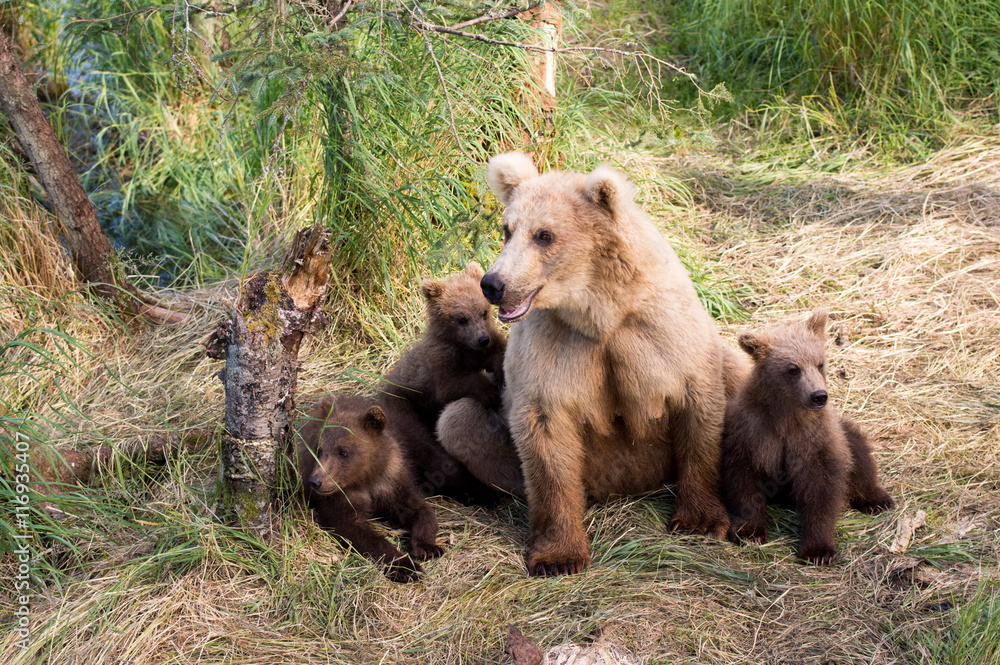 Alaskan brown bear sow and cubs Alaskan brown bear sow and cubs