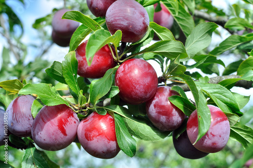 ripe plums on a tree branch