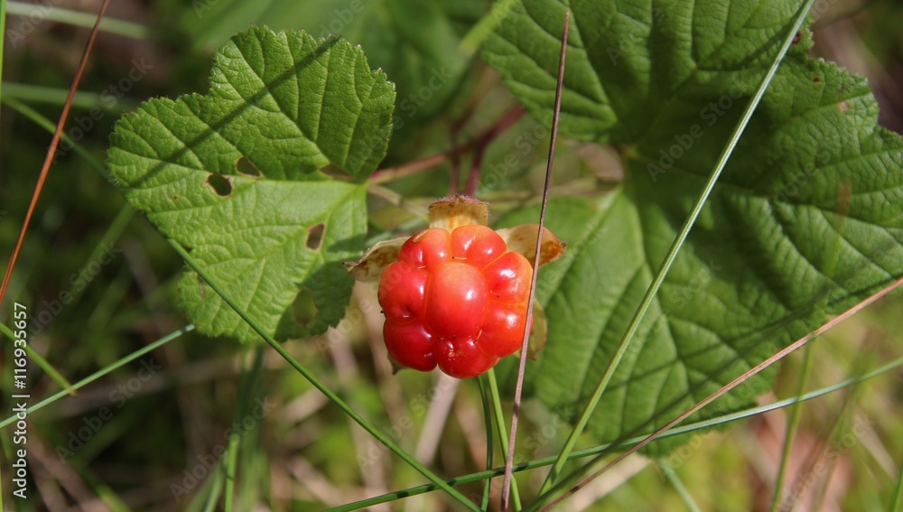 cloudberry cloudberry
