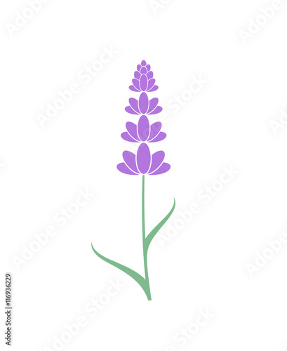 Fototapeta Naklejka Na Ścianę i Meble -  Lavender flower