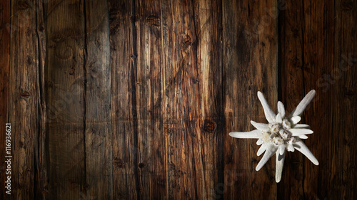 Edelweiss auf altem Holz