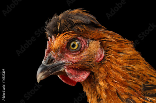 Closeup Ginger Chicken Head Curious Looks Isolated on Black Background in Profile view