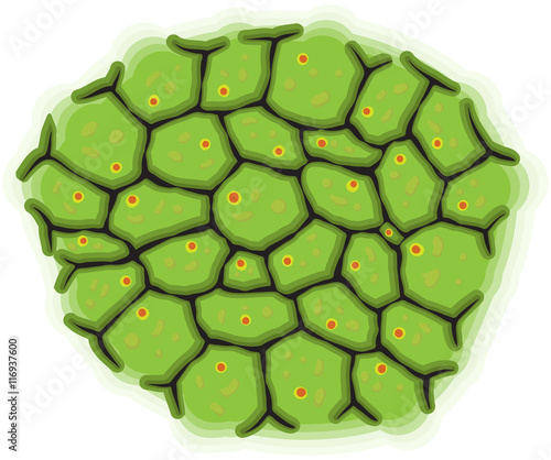 Schematic representation of living cells - vector