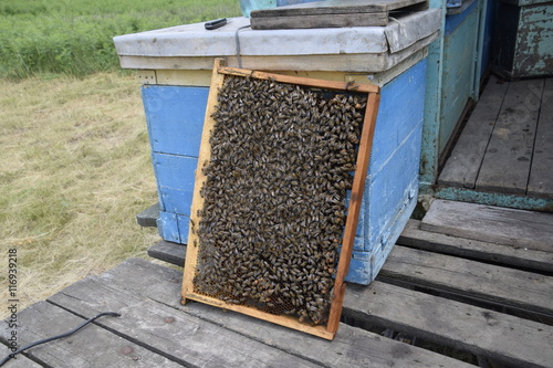 Honey bees on the home apiary