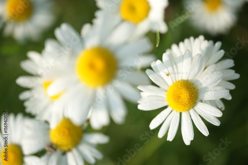 Camomile in drops of dew