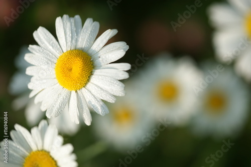 Camomile in drops of dew