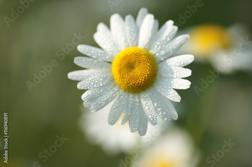 Camomile in drops of dew