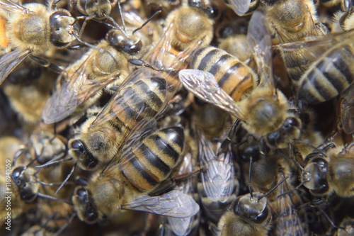 Honey bees on the home apiary © eleonimages