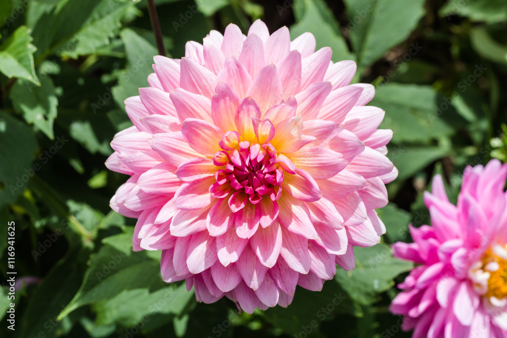 Closeup of dahlia flower in full bloom in the garden.