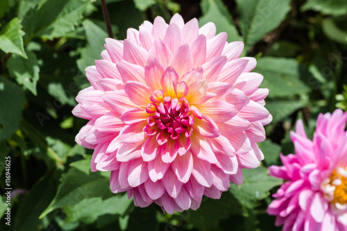 Closeup of dahlia flower in full bloom in the garden.