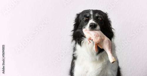 Border Collie with Raw Meat (Chicken Thigh) in Mouth