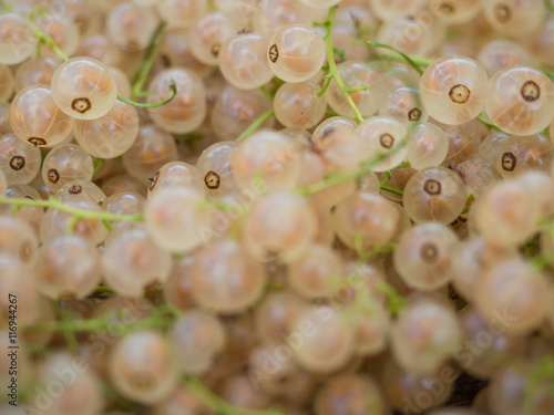 Weiße Johannesbeeren / White currants photo