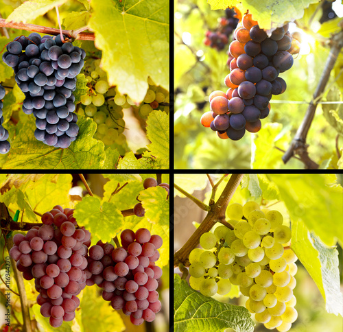 Weinreben