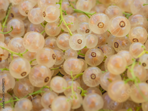 Weiße Johannesbeeren / White currants photo