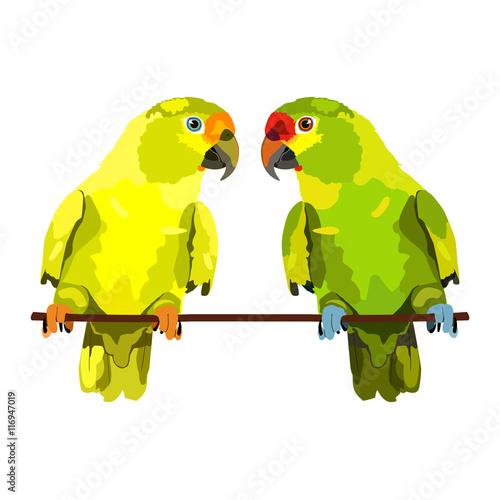 Vector illustration of two parrots. Vector budgie