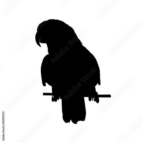 vector illustration of black parrot silhouette.