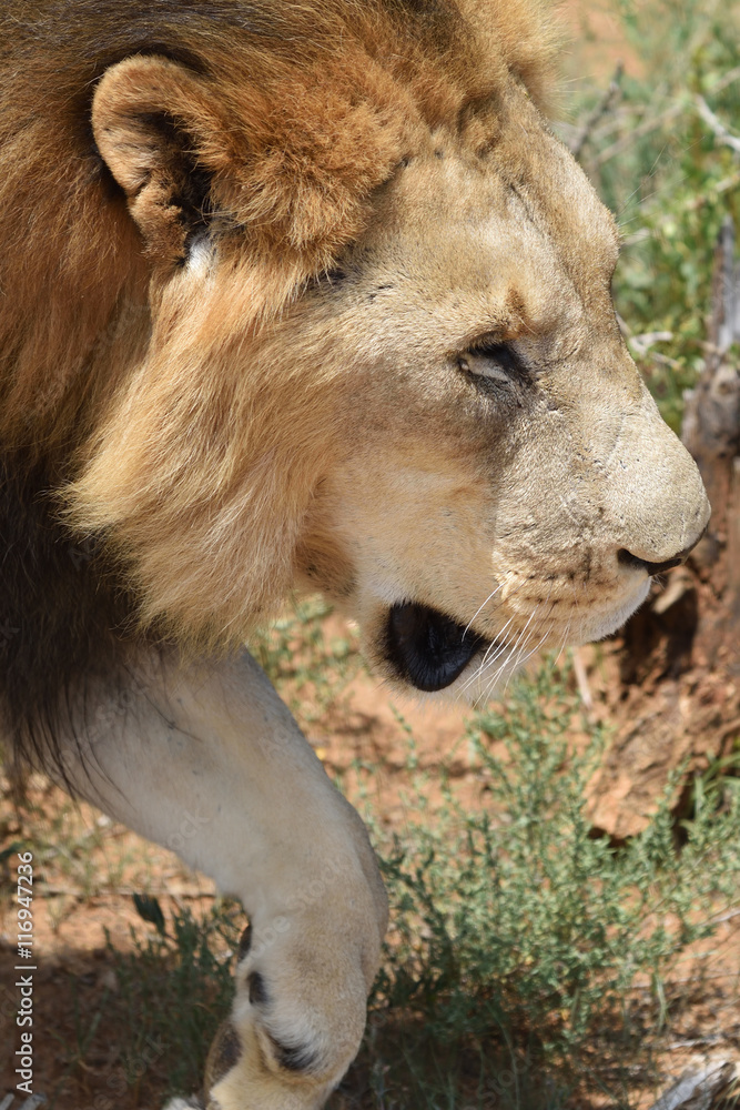 Fototapeta premium Male lion, Namibia