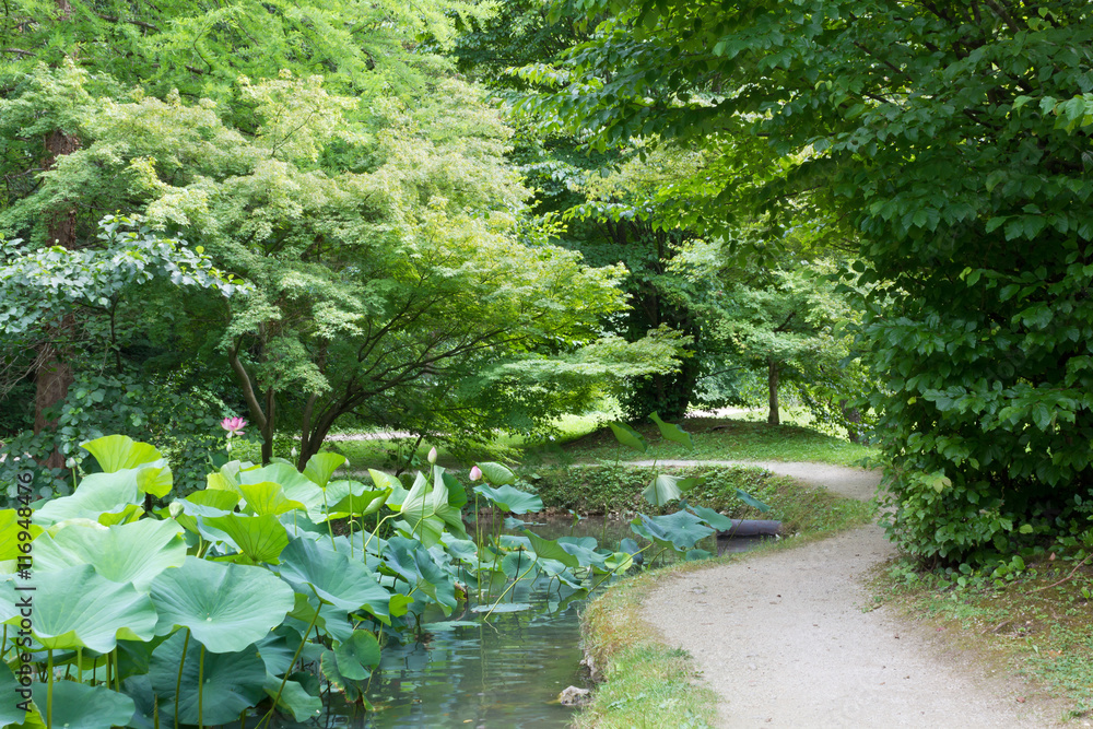 Obraz premium Trail in the Wood with Lotus Flowers in a Pond