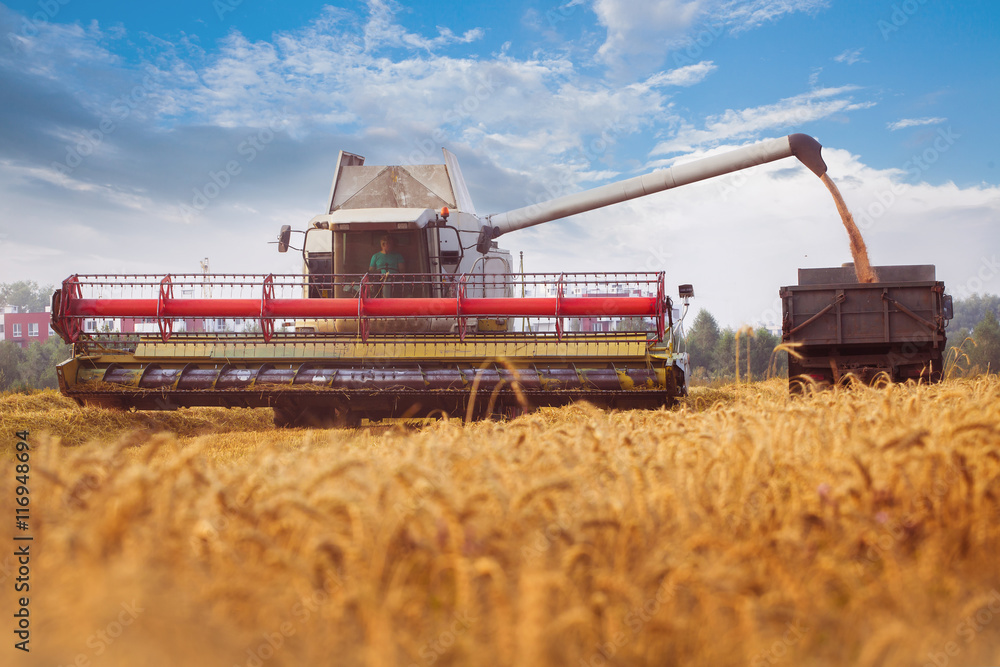 Fototapeta premium Combine-harvester pours wheat grain to trucks. Cloudly blue sky. Horizontal. Working concept