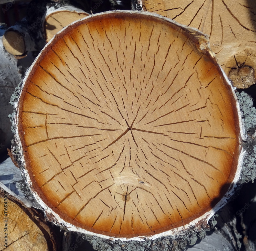 The birch's saw end The birch's saw end