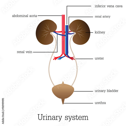 Structure and function of urinary system.