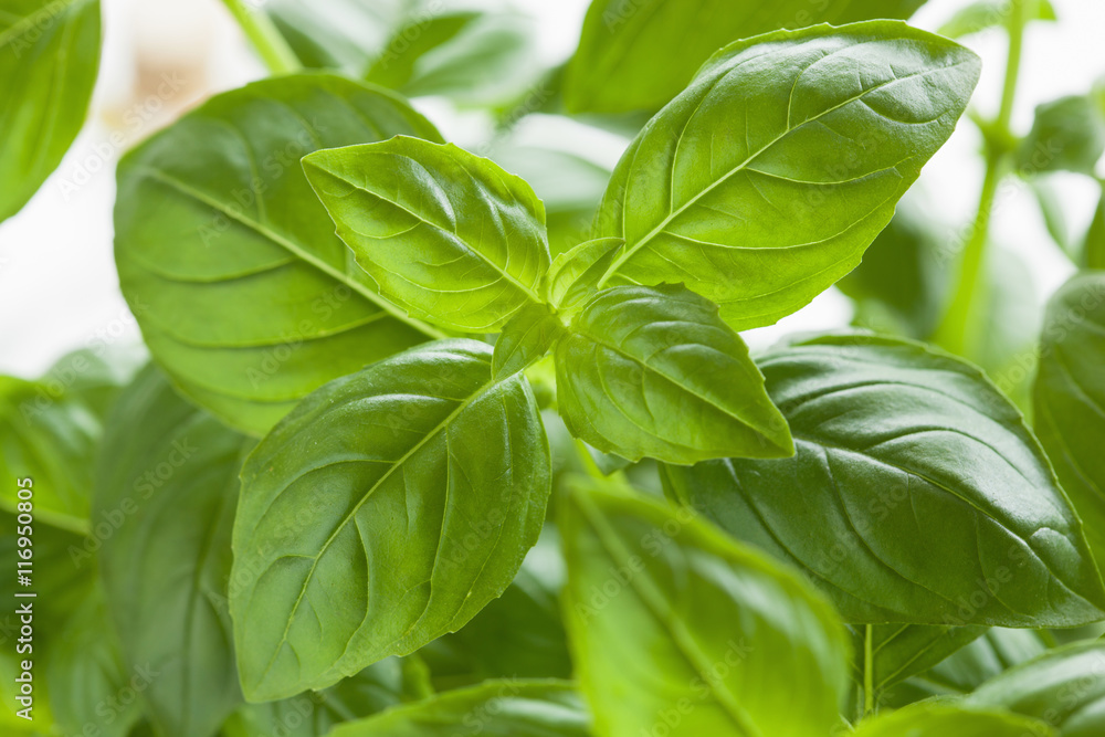 fresh basil leaves herb background fresh basil leaves herb background