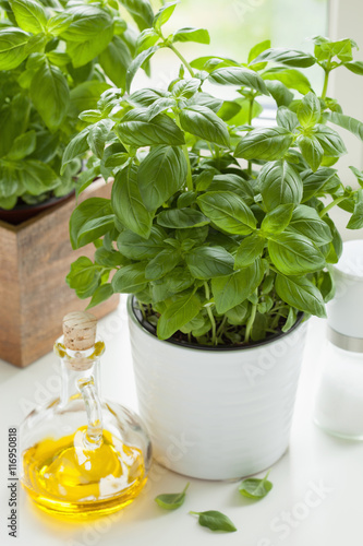 fresh basil herb in pot olive oil kitchen window