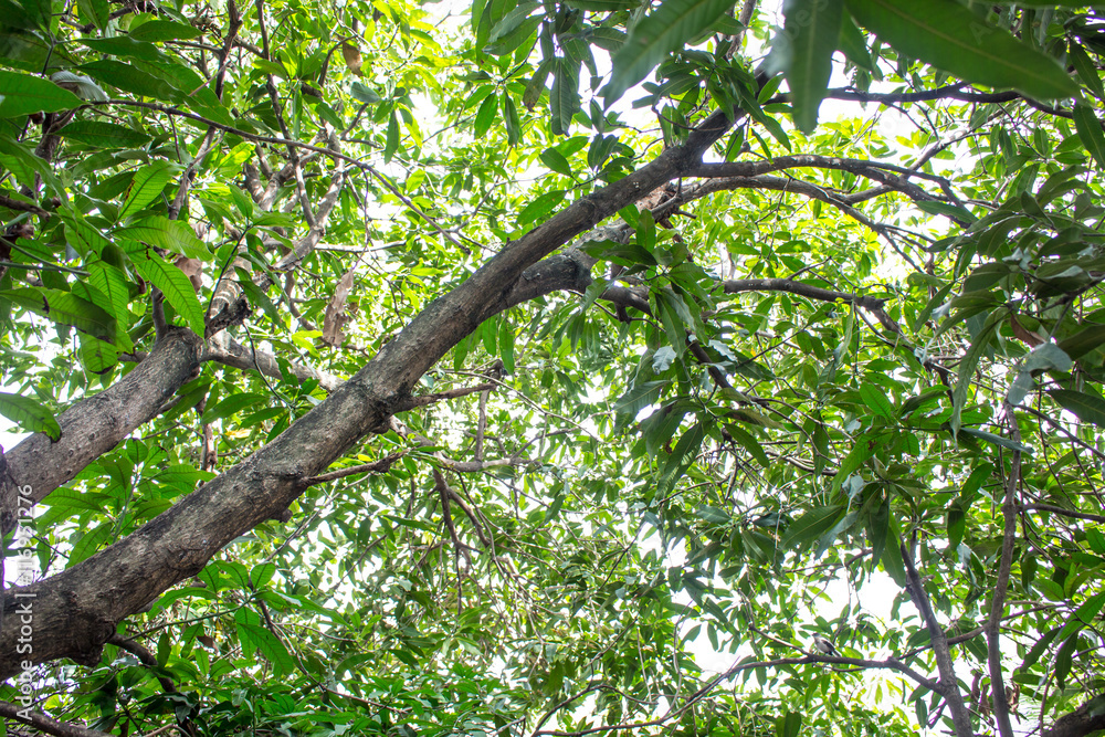 Fototapeta premium Under the shade of tall trees in tropical Thailand
