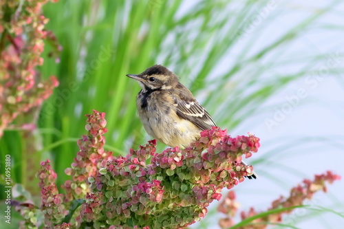 Motacilla citreola. A wagtail close up on Yamal