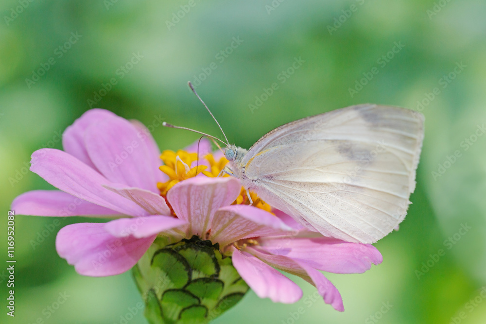 close up of white butterfly on pink zinnia flower close up of white butterfly on pink zinnia flower