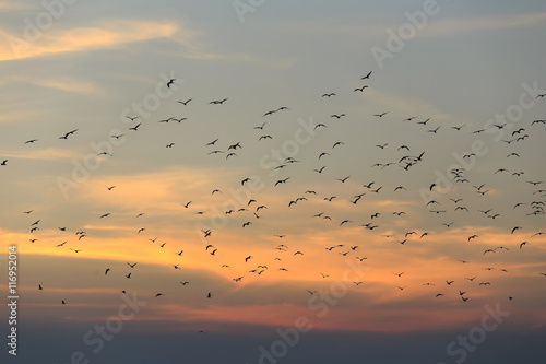 Sunset sky with birds. © oottoo008