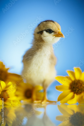 cute little chicken