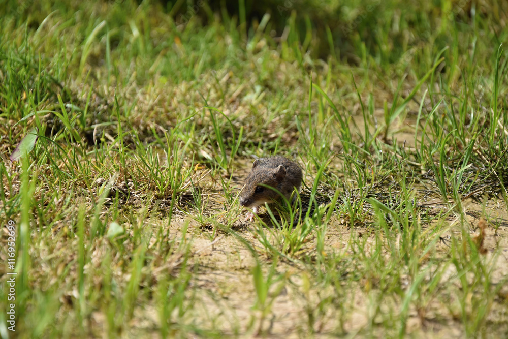 Mouse in the grass looks if not near a cat Mouse in the grass looks if not near a cat