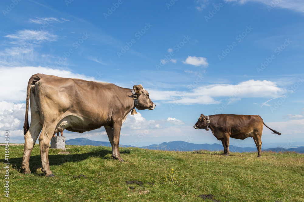 Vaches sur les sommets Vosgiens