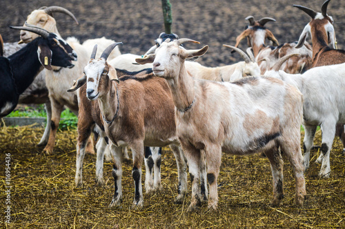 Wallpaper Mural Criação de cabras Torontodigital.ca