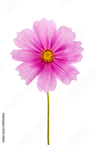 Pink Cosmea Flower - isolated on white